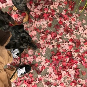 Meet your Posher, Liz